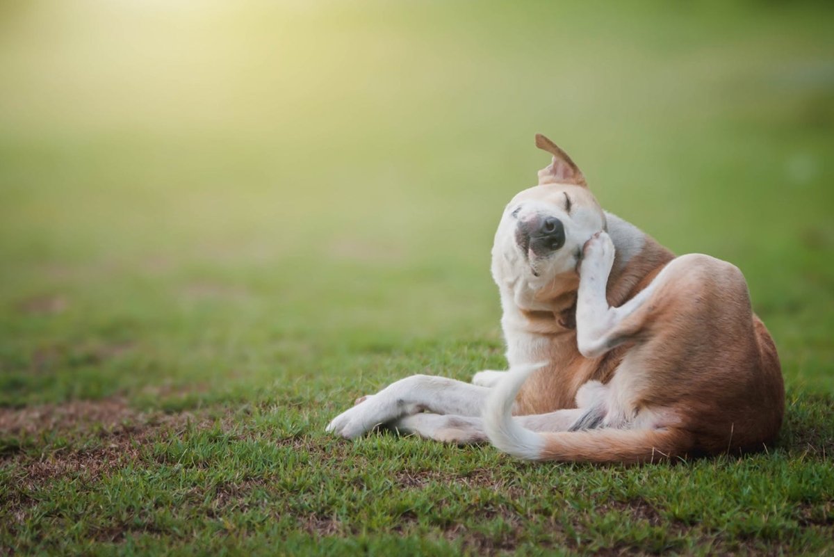 Understanding Fleas: Life Cycle and Behaviour - Pet Supply